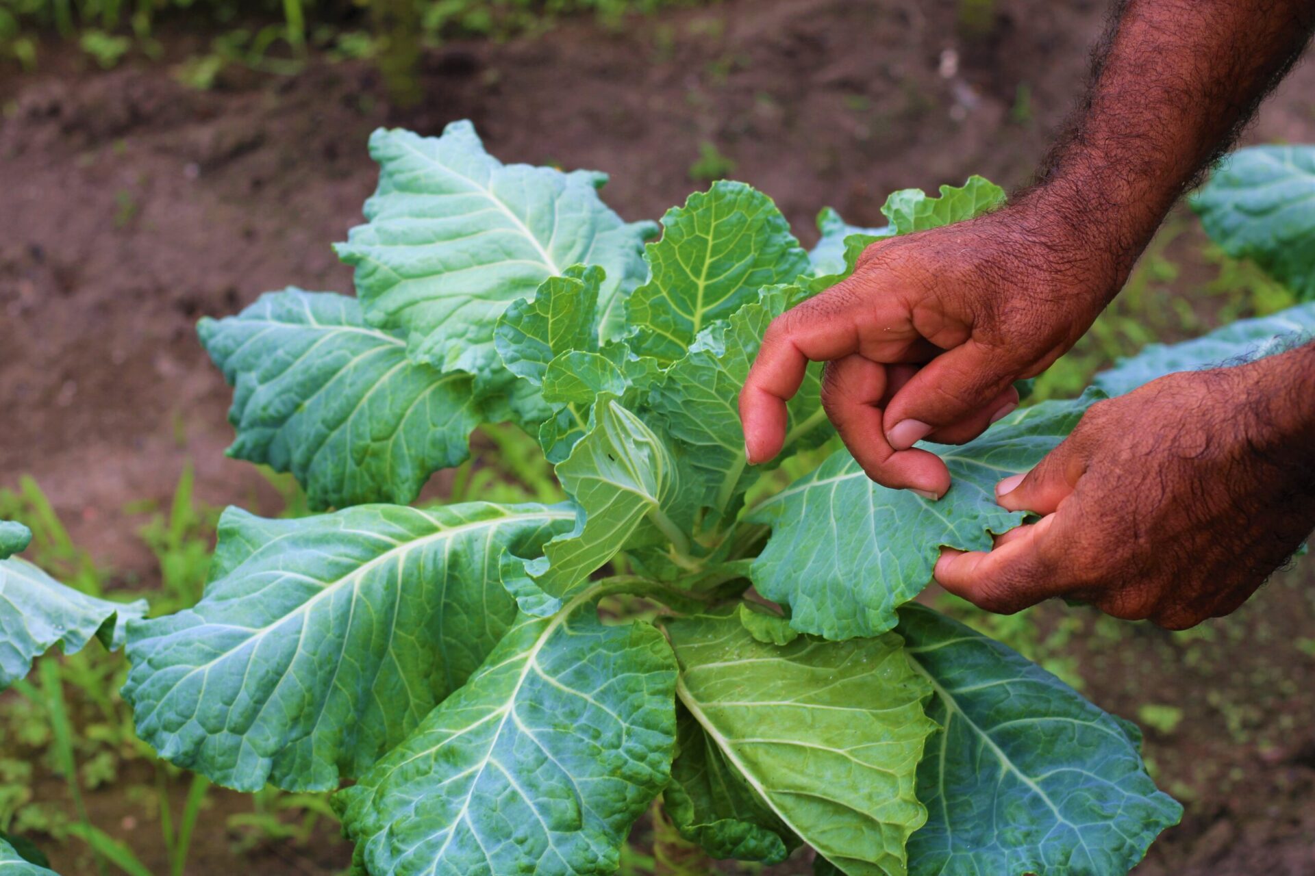 Agricultura familiar